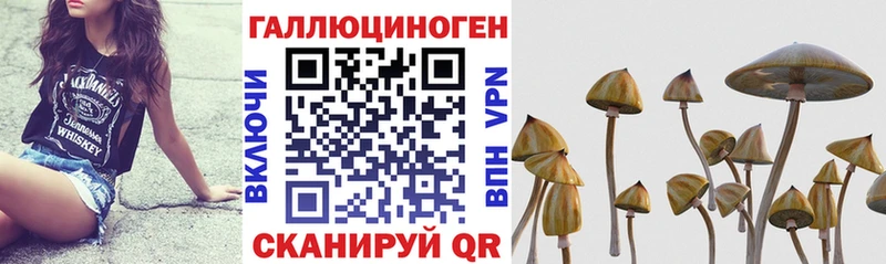 Галлюциногенные грибы Psilocybine cubensis Владикавказ